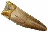 Fossil Spinosaurus Tooth - Real Dinosaur Tooth #289845-1
